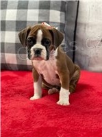 Boxer štěňata připravená k adopci. Boxer štěňata připravená k adopci.