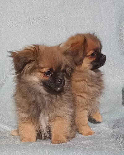 Peek-A-pom �t��ata