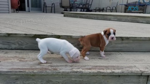 Krásná boxerská štěňátka. Krásná boxerská štěňátka.