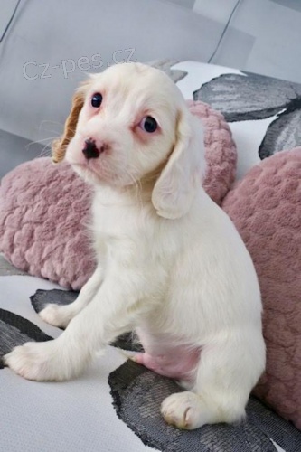 Rozkon ttka Cavapoo k dispozici.