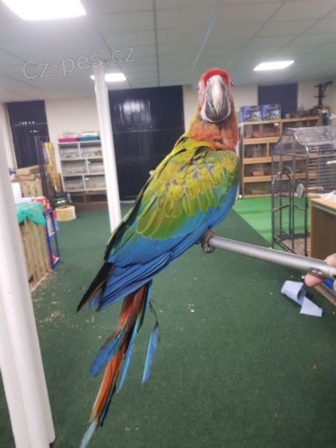 Modr a zlat papou papouky.