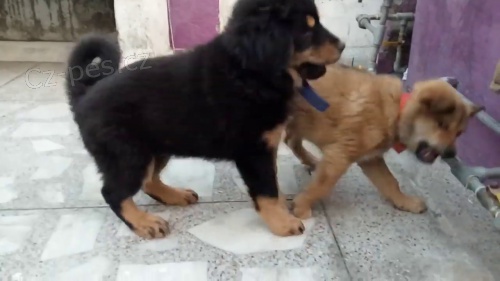 inteligentní štěňata bhotia k adopci inteligentní štěňata bhotia k adopci