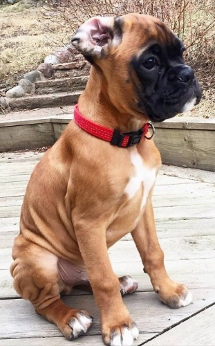 boxer štěňata k dispozici pro nové domovy boxer štěňata k dispozici pro nové domovy