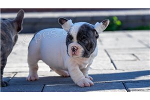 Štěňata francouzského buldočka. Štěňata francouzského buldočka.