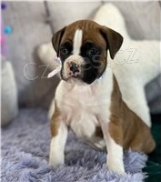 Boxer štěňata. Boxer štěňata.