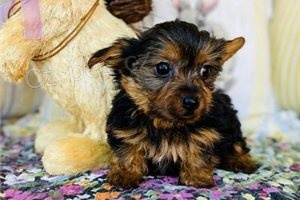Krásná štěňata Yorkshirského teriéra. Krásná štěňata Yorkshirského teriéra.
