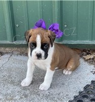 Boxer štěňata. Boxer štěňata.