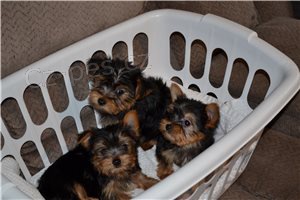Štěňata Yorkshirského teriéra. Štěňata Yorkshirského teriéra.