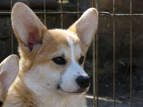 Welsh Corgi �t��ata