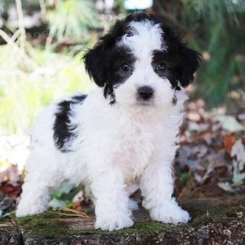 tata trpasliho pudlka a feny k adopci