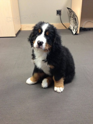�t��ata bernsk�ho sala�nick�ho psa k adopci