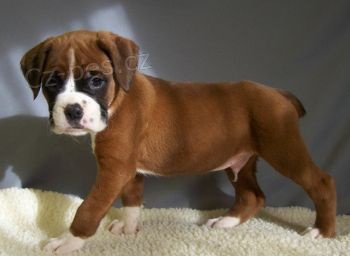 Krásná štěňata německého boxera k adopci Nabízíme k prodeji několik očkovaných a odčervených vrhů štěňat boxerů. Krásná štěňata německého boxera k adopci Nabízíme k prodeji několik očkovaných a odčervených vrhů štěňat boxerů.