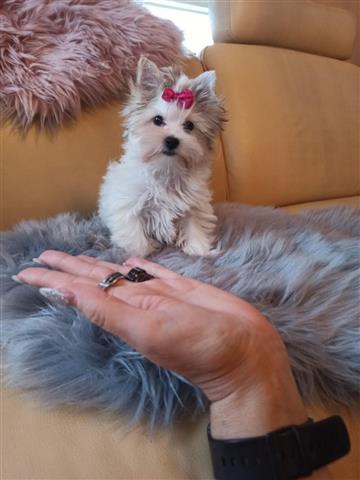 Yorkie štěňata.. Yorkie štěňata..