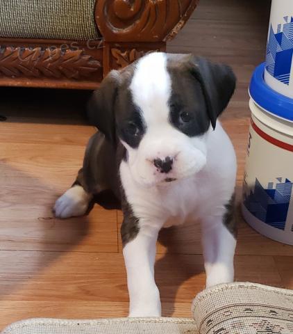 Whelped Boxer štěňata. Whelped Boxer štěňata.