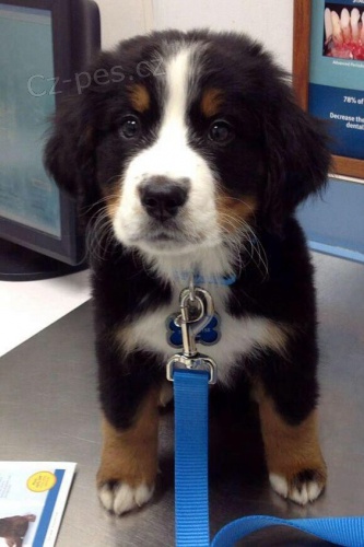 �t��ata bernsk�ho sala�nick�ho psa k adopci.