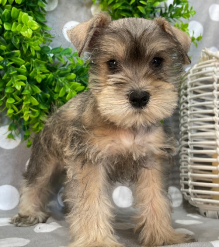 Štěňata malého knírače k adopci. Jsou očkovaná a odčervená. Štěňata malého knírače k adopci. Jsou očkovaná a odčervená.