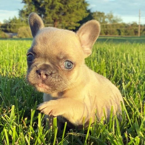 MINI štěňata francouzského buldočka k adopci MINI štěňata francouzského buldočka k adopci