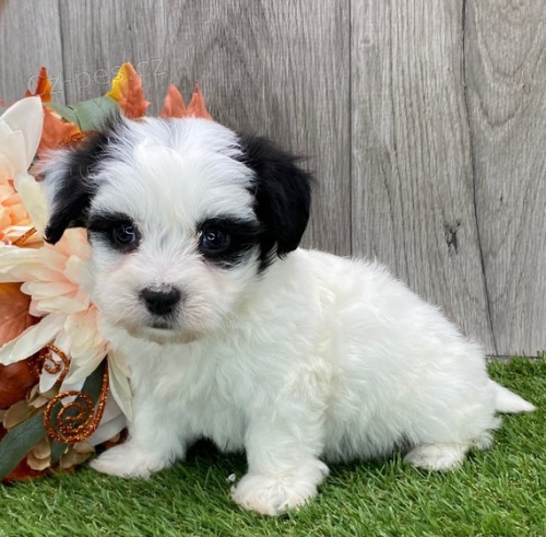 Prod�m roztomil� a zdrav� �t��ata havanese.