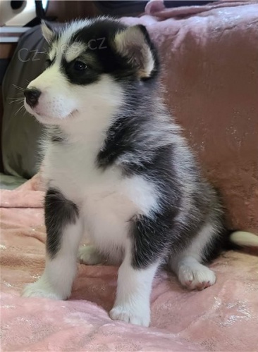 Prod�m �t��ata alja�sk�ho malamuta.