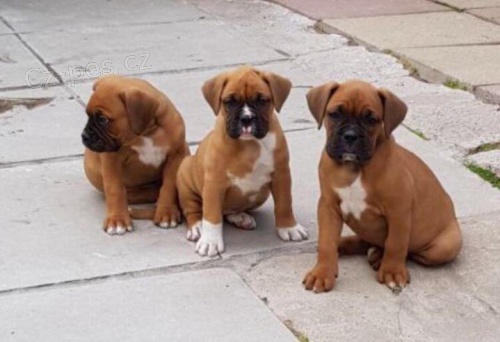 Boxer štěňata. Boxer štěňata.