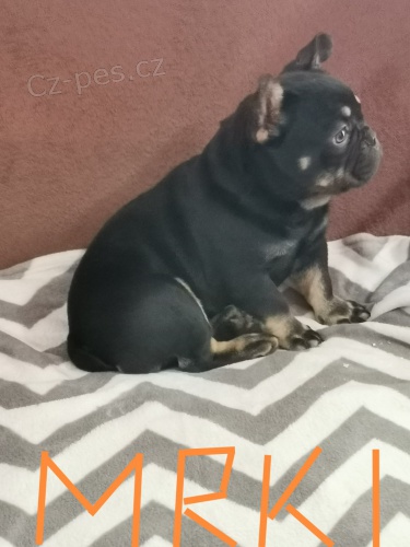 Francouzský buldoček Francouzský buldoček