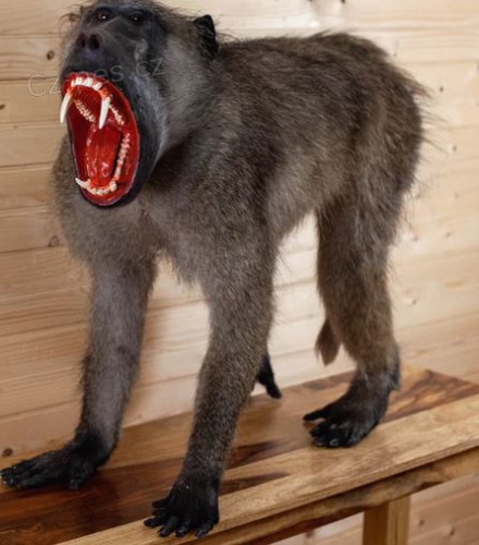 Pavián Chacma plný taxidermie   velmi přijatelná aukční cena Pavián Chacma plný taxidermie   velmi přijatelná aukční cena