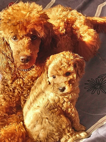 2 mini pudlová štěňátka k adopci 2 mini pudlová štěňátka k adopci