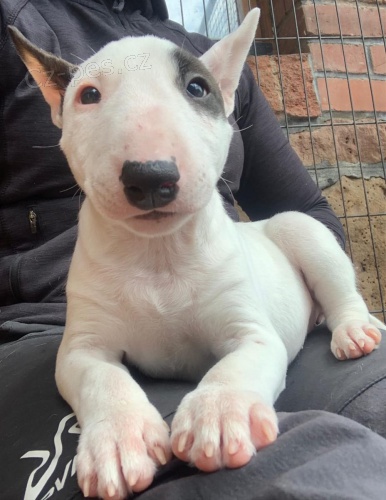 2 Miniaturní Štěňata BullTerrier pro nové domovy 2 Miniaturní Štěňata BullTerrier pro nové domovy
