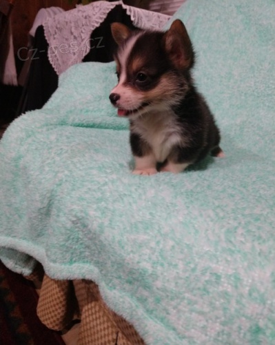 Welsh Pembroke corgi tri barevné t. Byli vychováni v našem domě spolu se svou matkou a tátou. s certifikátem 5 generace, odčervené očkování Welsh Pembroke corgi tri barevné t. Byli vychováni v našem domě spolu se svou matkou a tátou. s certifikátem 5 generace, odčervené očkování
