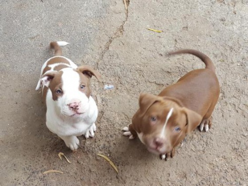 2 Americký pitbulteriér pro nové domy 2 Americký pitbulteriér pro nové domy