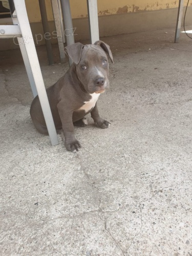 2 Americký  Blue pitbulteriér pro nové domy 2 Americký  Blue pitbulteriér pro nové domy