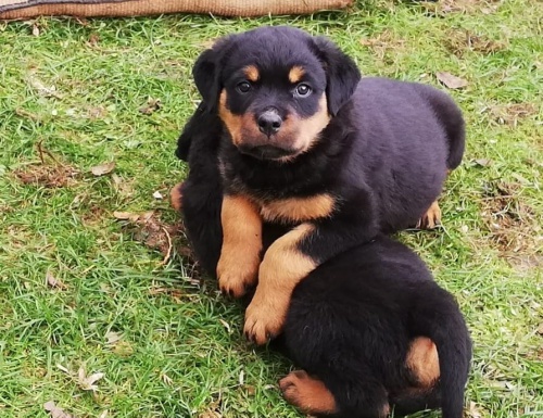 K dispozici jsou pro vás štěňátka rotvajlera. K dispozici jsou pro vás štěňátka rotvajlera.