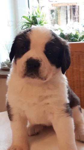 štěňata svatého bernarda dostupný štěňata svatého bernarda dostupný