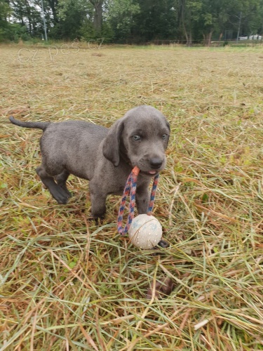 Weimaraner (Whippet) štěňata k dispozici Weimaraner (Whippet) štěňata k dispozici