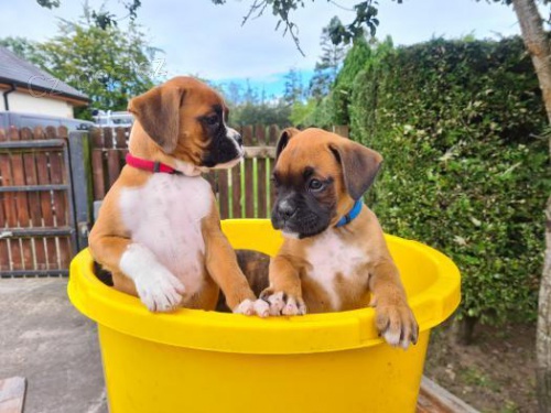 Čistokrevné boxerské štěňata. Čistokrevné boxerské štěňata.
