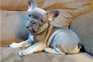 Registrovaná štěňata francouzského buldočka. Registrovaná štěňata francouzského buldočka.