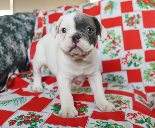 Vycvičená štěňata francouzského buldočka. Vycvičená štěňata francouzského buldočka.