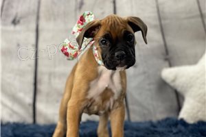 Sladké boxerské štěňata. Sladké boxerské štěňata.