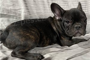 Štěňata francouzského buldočka. Štěňata francouzského buldočka.