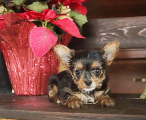 Krásná Yorkshirská štěňátka. Krásná Yorkshirská štěňátka.