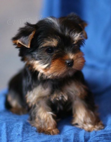 mini jorkšírského teriéra k adopci. mini jorkšírského teriéra k adopci.