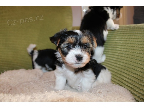 Štěňata Biewer mini jorkšírského teriéra k adopci. Štěňata Biewer mini jorkšírského teriéra k adopci.