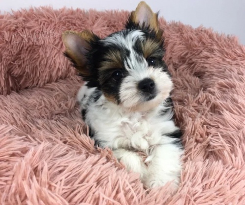 Štěňata Biewer mini jorkšírského teriéra k adopci. Štěňata Biewer mini jorkšírského teriéra k adopci.