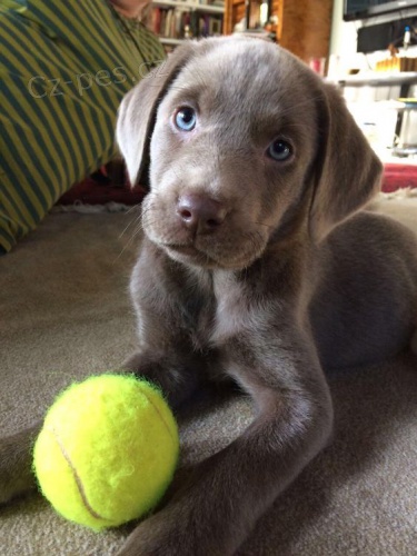 �t��ata v�marsk�ch oha�� k adopci