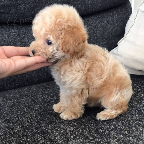 �t��ata trpasli��ho pudl�ka a feny k adopci