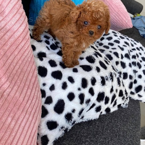 miniaturn� �t��ata pudl�ka a feny k adopci