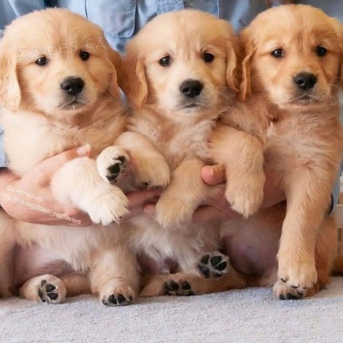 ZDRAV� A O�KOVAN� �t���tka zlat�ho retr�vra k adopci.