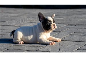 Štěňata francouzského buldočka. Štěňata francouzského buldočka.