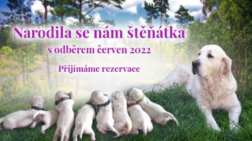 Zlat� retr�vr - �t���tka s PP