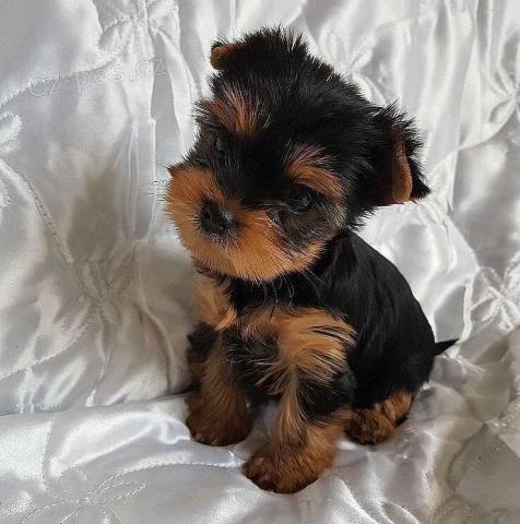 Štěňata Yorkshirského teriéra. Štěňata Yorkshirského teriéra.